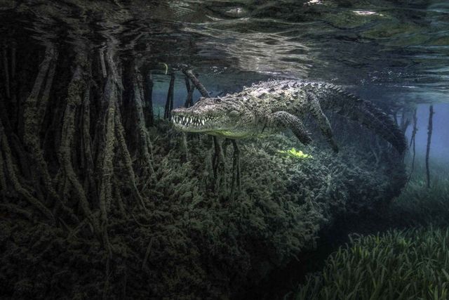 Унікальне місце на Землі: як виглядають мангрові ліси з багатим підводним світом - фото 427650