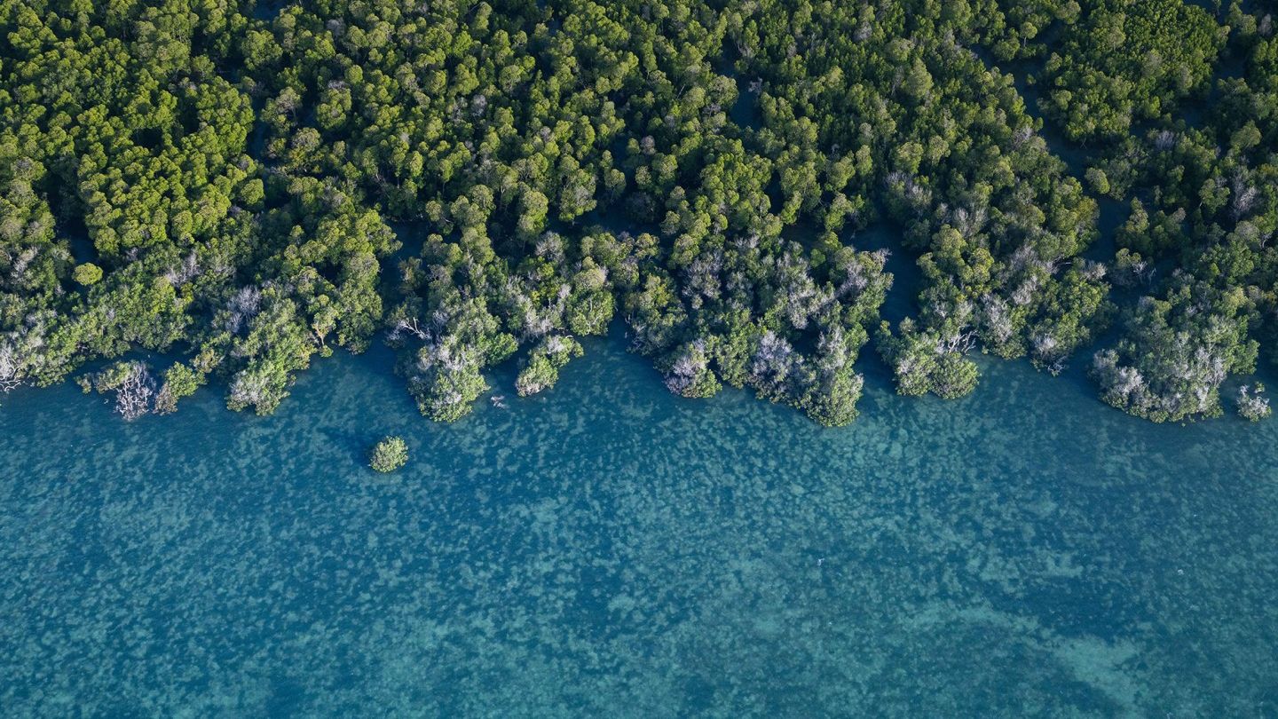 Унікальне місце на Землі: як виглядають мангрові ліси з багатим підводним світом