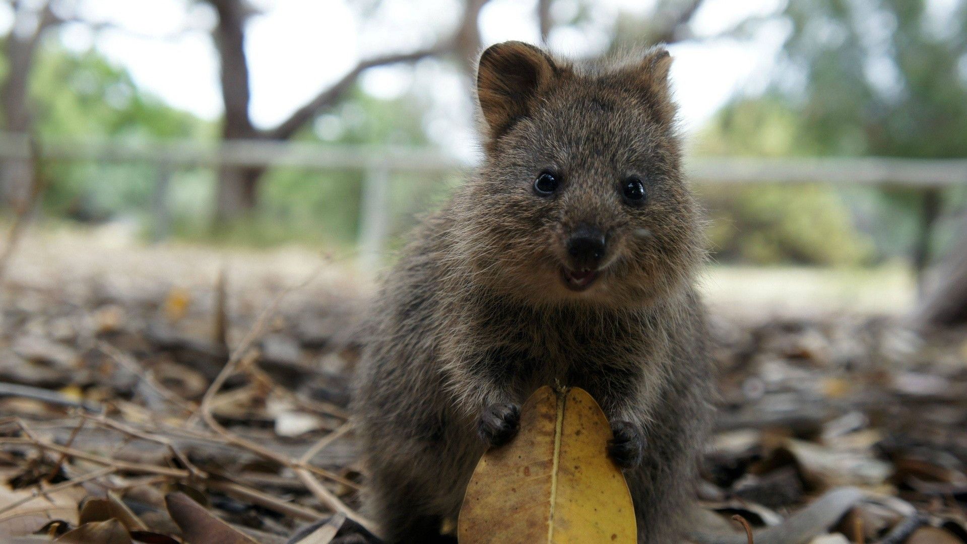Дослідники запевняють, що спостереження за милими тваринами знижує стрес на 50%