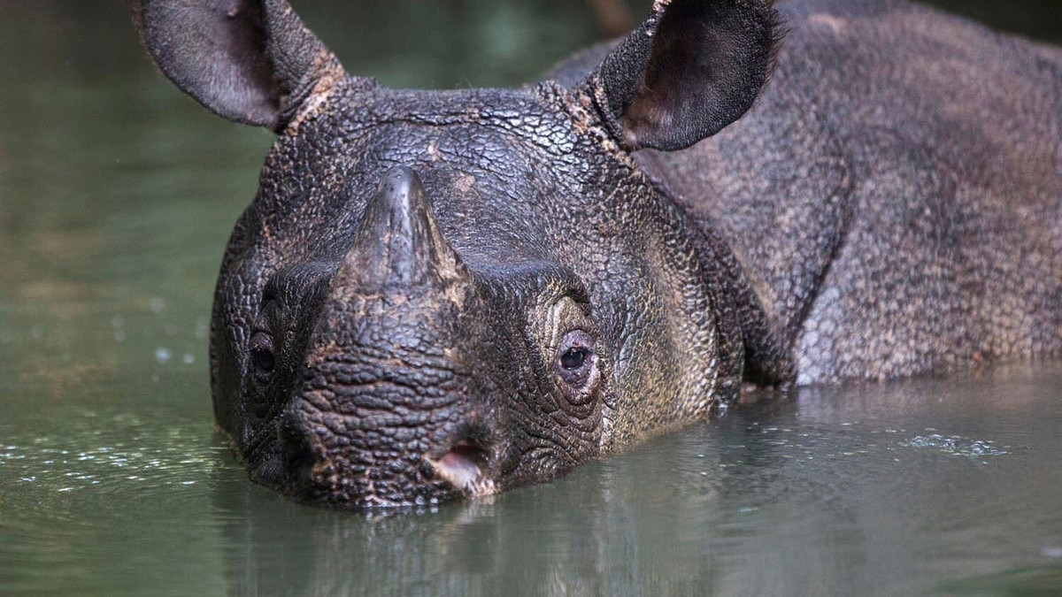 Яванський носоріг - фото 1