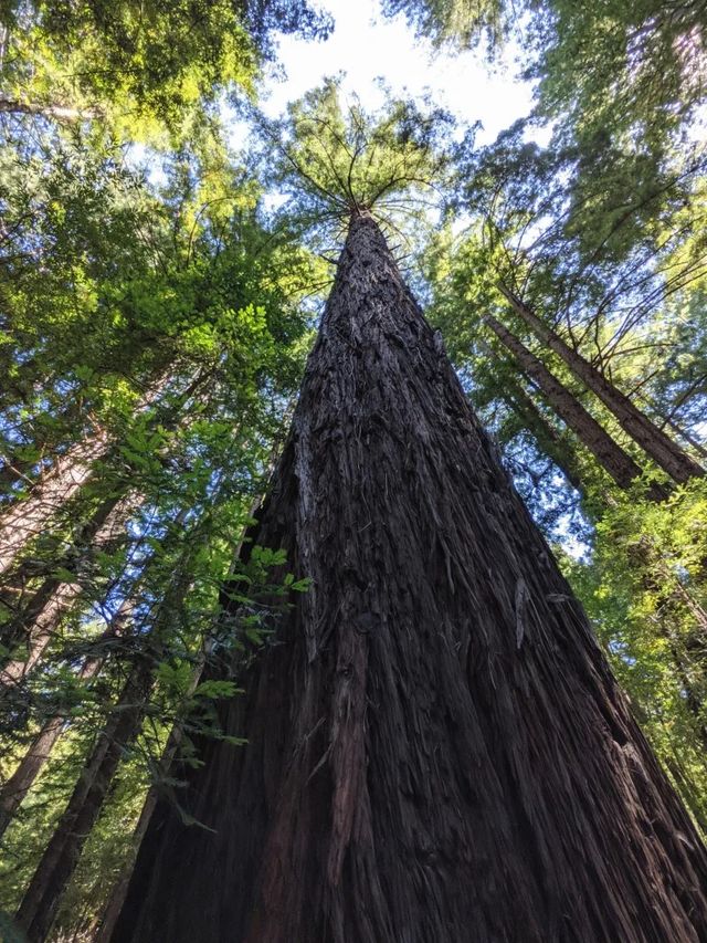 Google показала, на що здатні камери Pixel 5: мобільним фотографам сподобається - фото 428287