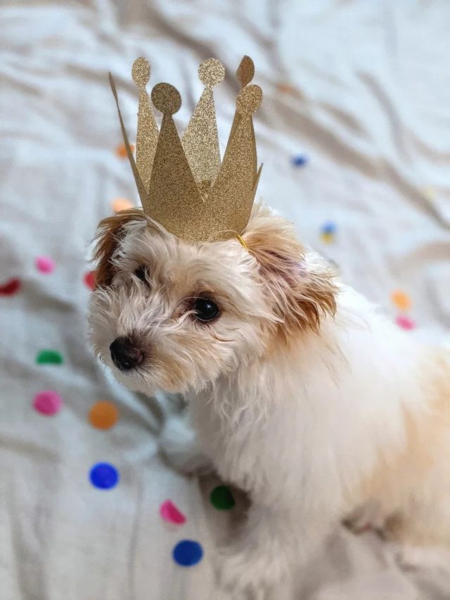 Google показала, на що здатні камери Pixel 5: мобільним фотографам сподобається - фото 428289