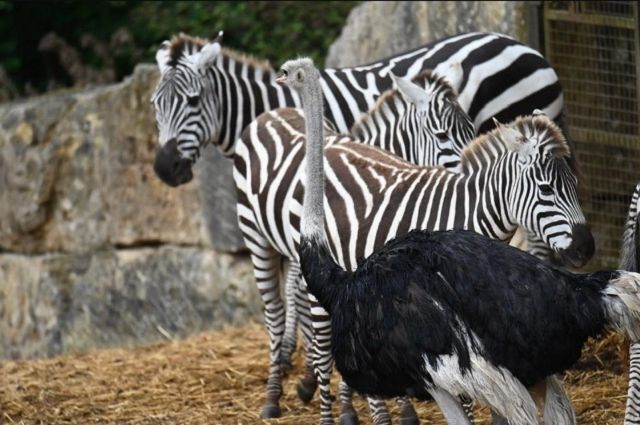 З ким поведешся: страуса переселять з сафарі-парку, тому що він почав вважати себе зеброю - фото 428356
