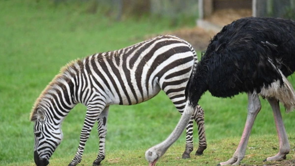 З ким поведешся: страуса переселять з сафарі-парку, тому що він почав вважати себе зеброю