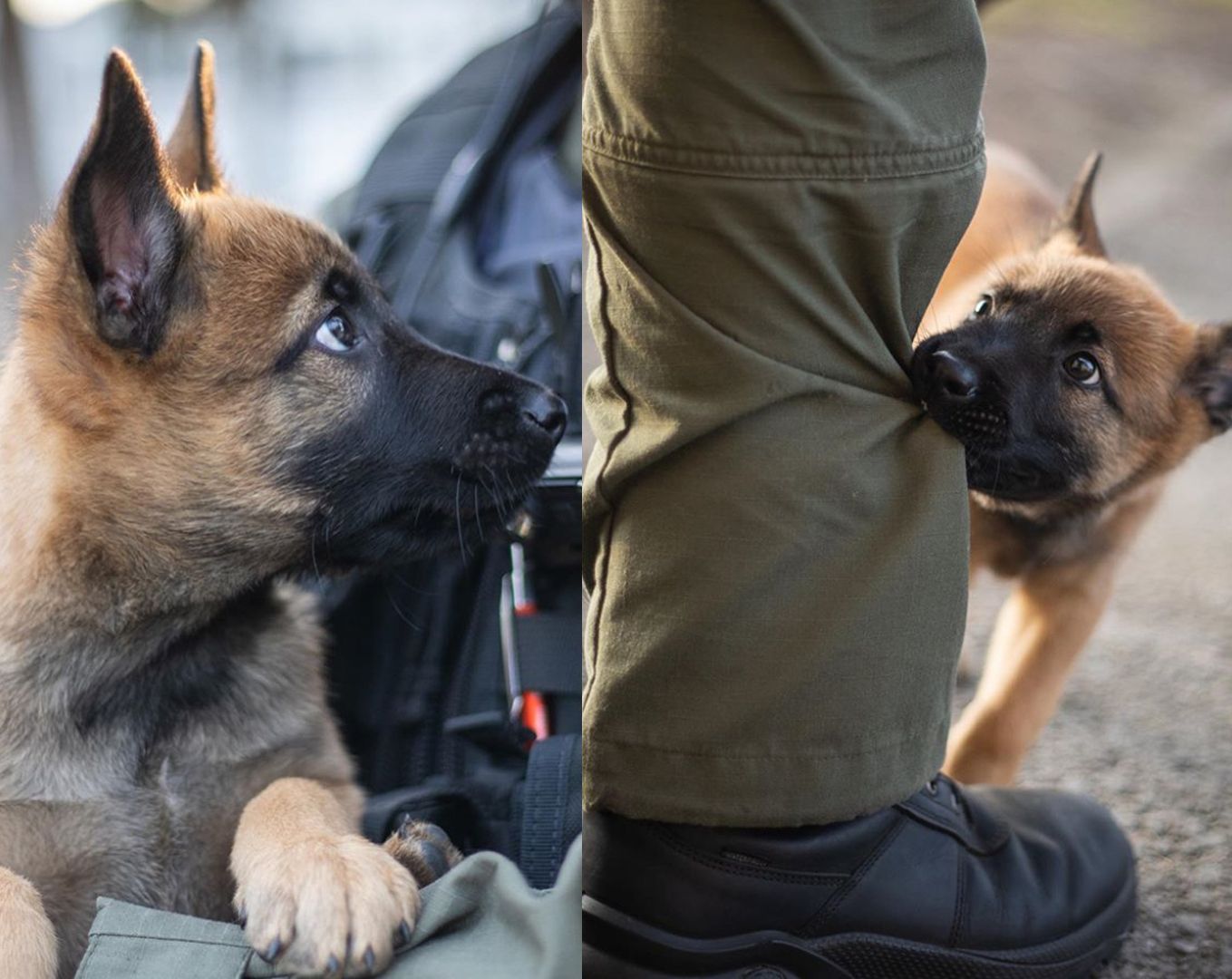Дивіться на бельгійську вівчарку, яка готується до служби у спецназі: милі фото