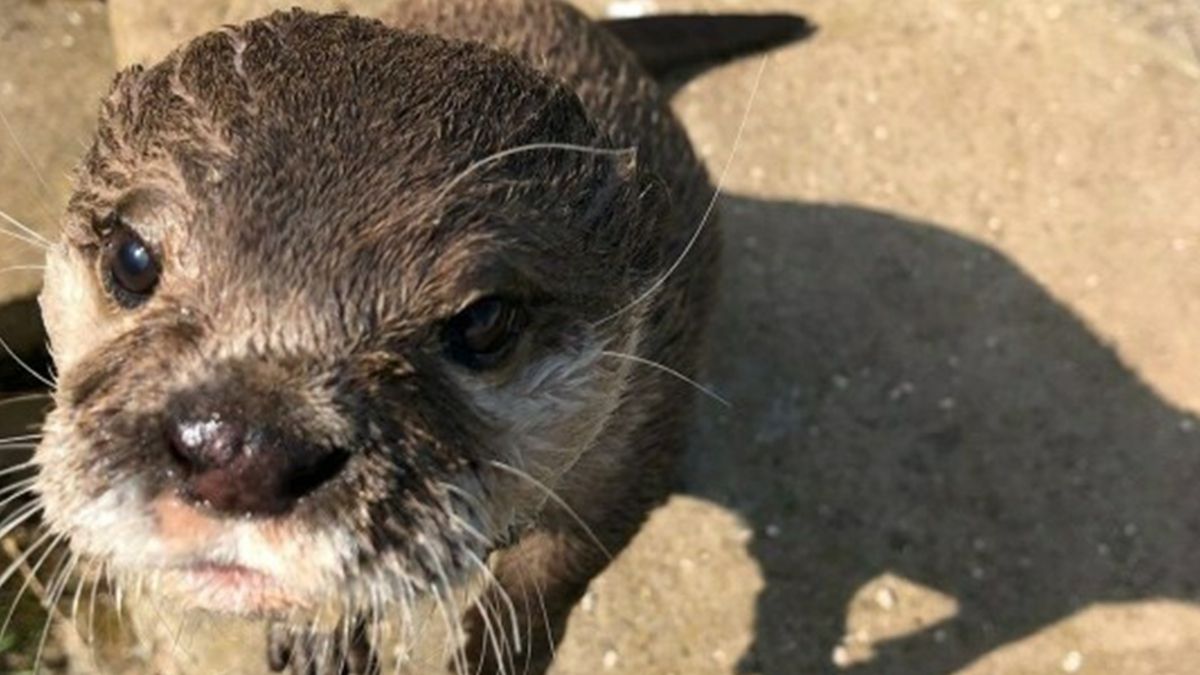 Самотній самець видри знайшов собі другу половинку через сайт знайомств
