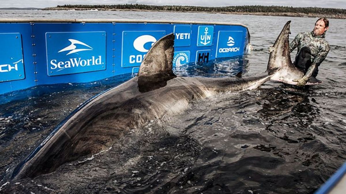 Учені упіймали білу акулу вражаючих розмірів: відео