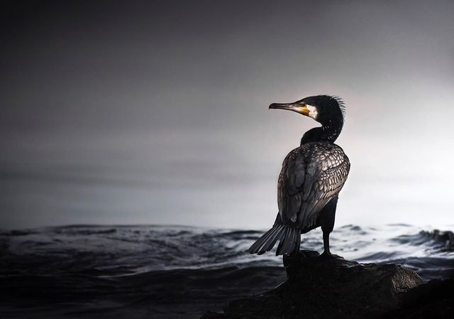 British Wildlife Photography Awards: вибрано 15 найкращих фотографій тварин за десятиліття - фото 428884