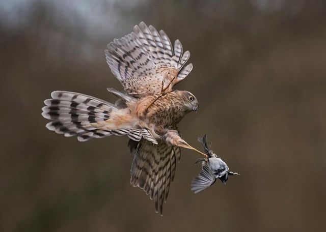British Wildlife Photography Awards: вибрано 15 найкращих фотографій тварин за десятиліття - фото 428885