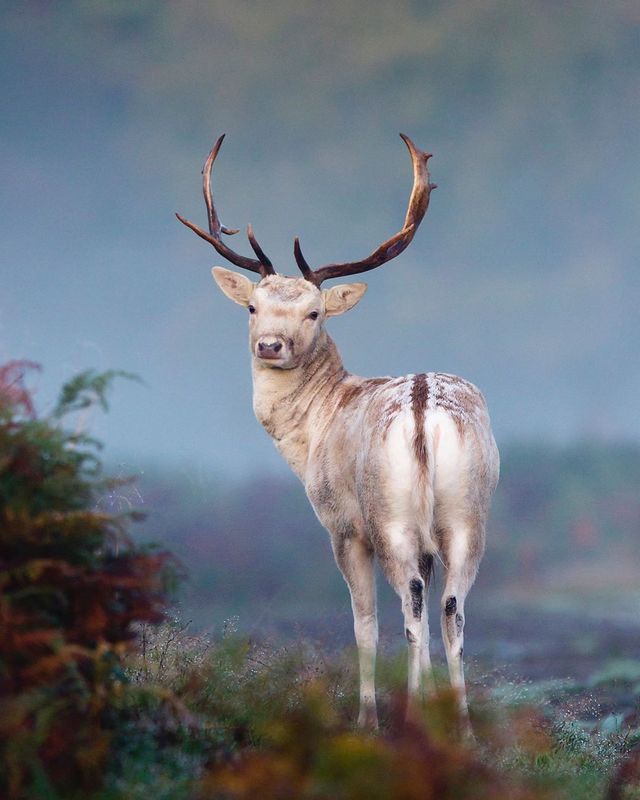 British Wildlife Photography Awards: вибрано 15 найкращих фотографій тварин за десятиліття - фото 428886