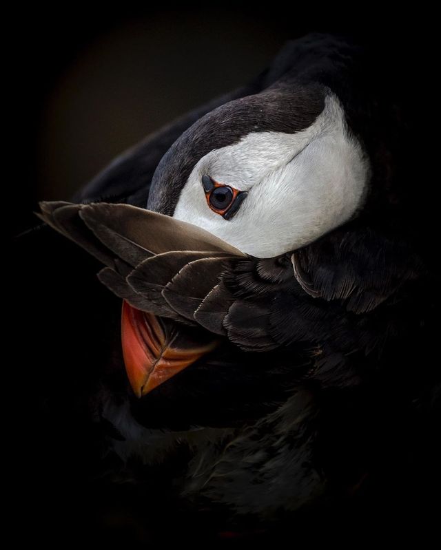 British Wildlife Photography Awards: вибрано 15 найкращих фотографій тварин за десятиліття - фото 428887