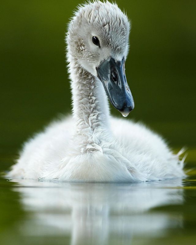 British Wildlife Photography Awards: вибрано 15 найкращих фотографій тварин за десятиліття - фото 428888