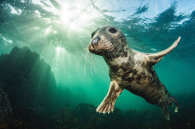 British Wildlife Photography Awards: вибрано 15 найкращих фотографій тварин за десятиліття - фото 428890