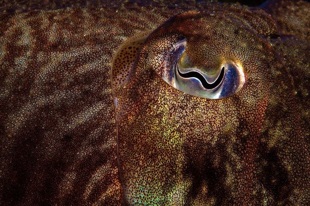 British Wildlife Photography Awards: вибрано 15 найкращих фотографій тварин за десятиліття - фото 428893