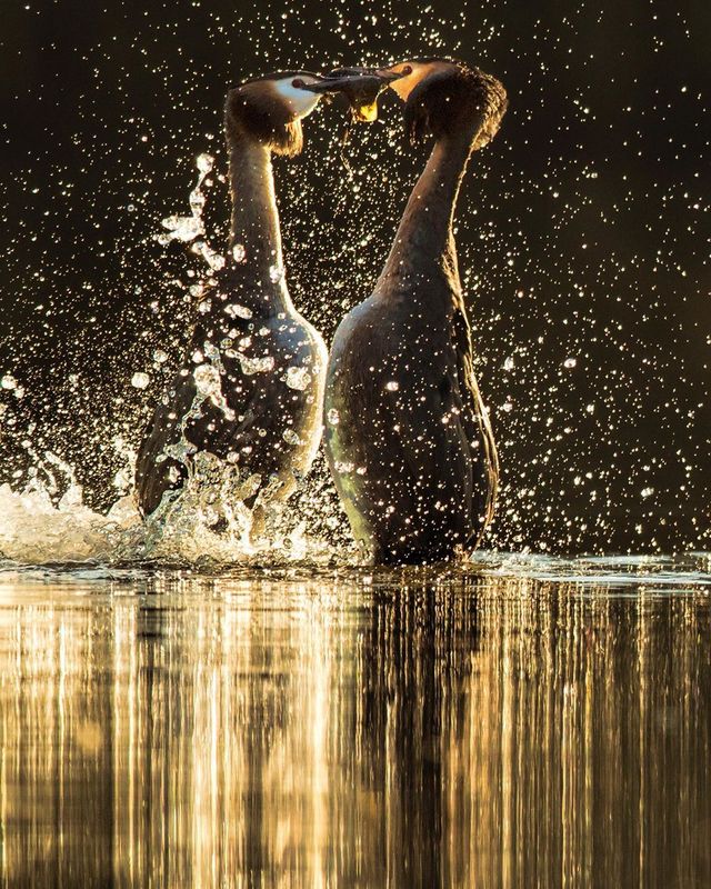 British Wildlife Photography Awards: вибрано 15 найкращих фотографій тварин за десятиліття - фото 428894