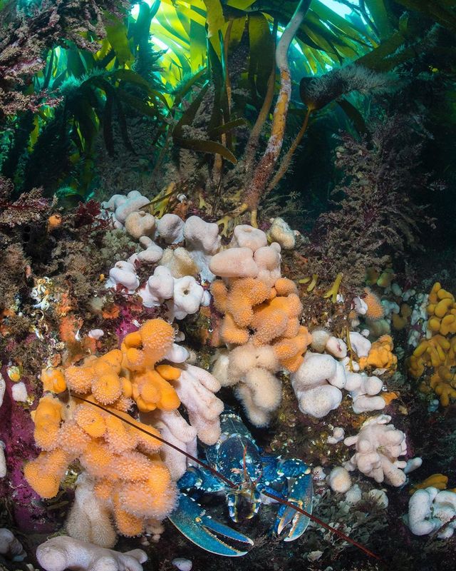 British Wildlife Photography Awards: вибрано 15 найкращих фотографій тварин за десятиліття - фото 428895