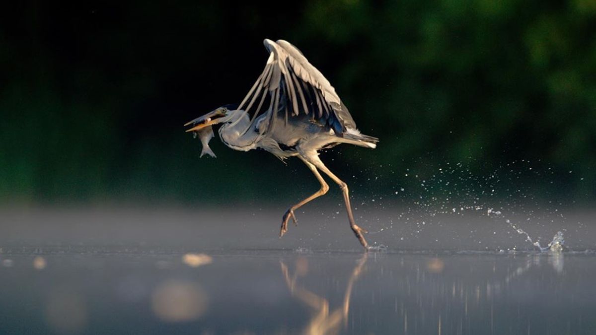 British Wildlife Photography Awards: вибрано 15 найкращих фотографій тварин за десятиліття - фото 1