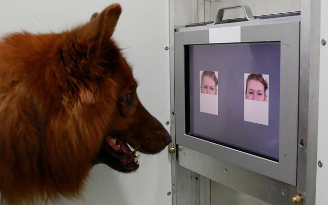 Учені з'ясували, чи можуть собаки впізнавати людей по обличчю - фото 429082