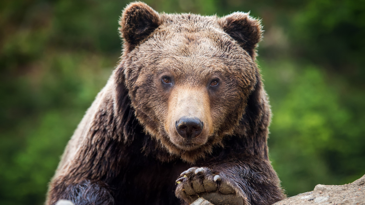 На Алясці вибрали найтовстішого ведмедя - фото 1