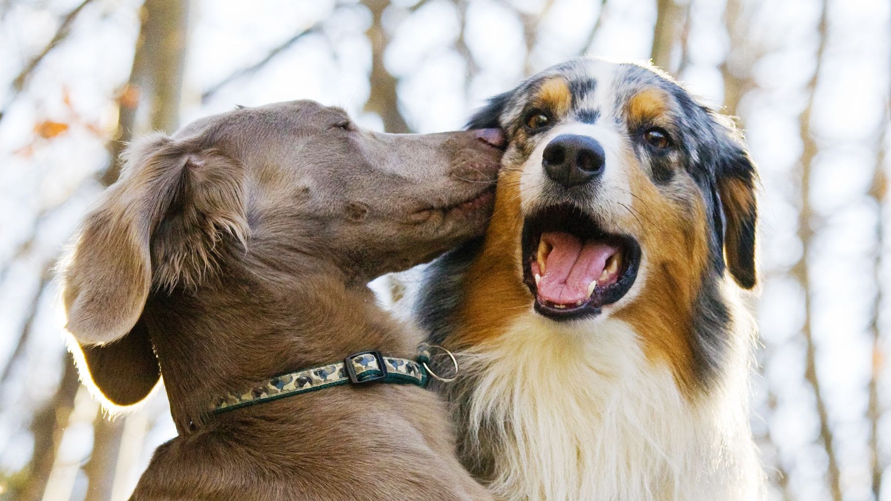 Чи можуть собаки відрізнити обличчя людини від потилиці?