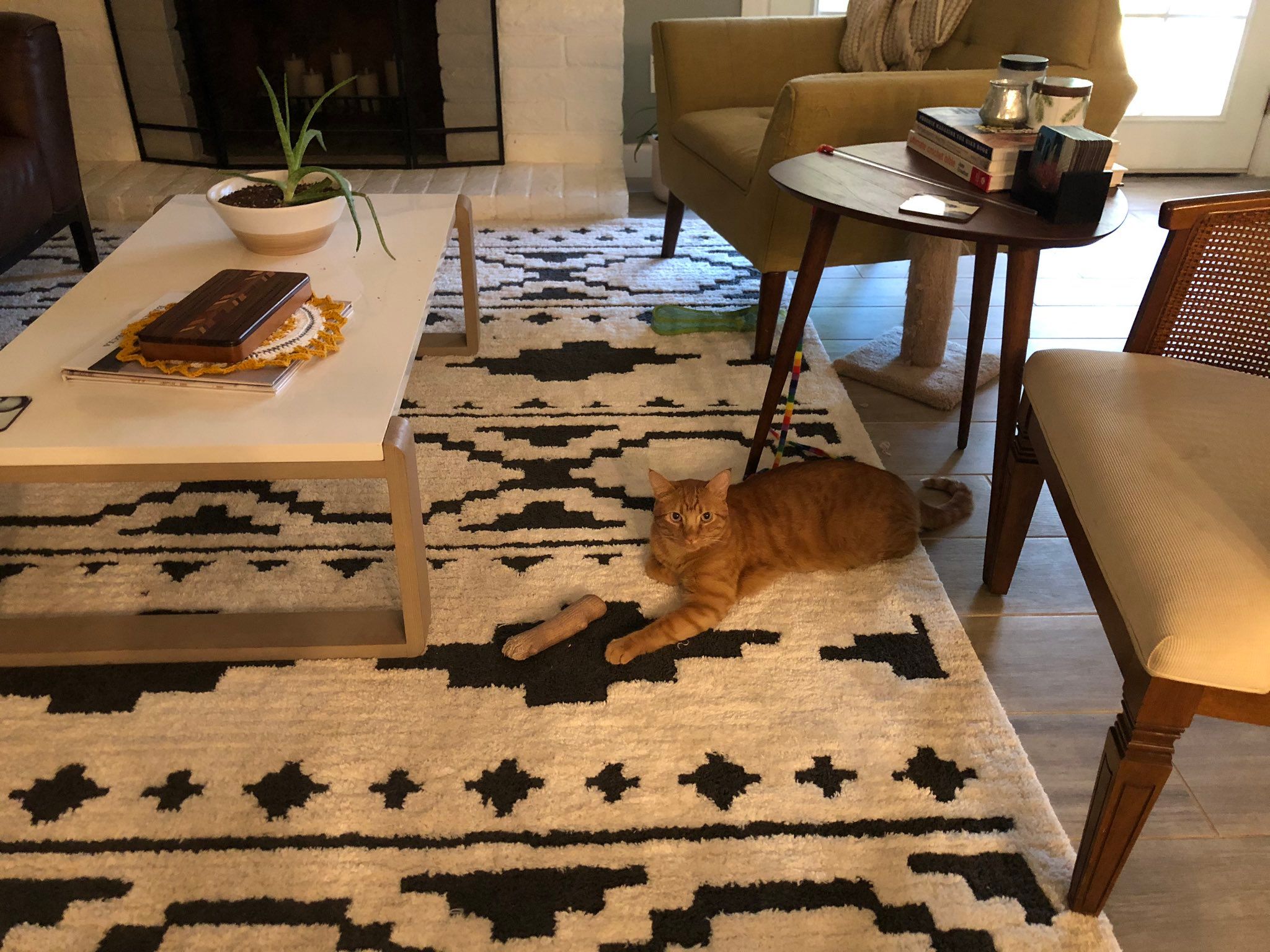 Користувачів мережі шокувала оптична ілюзія з котом, у якого відрубана лапа - фото 1