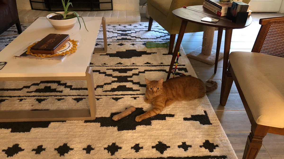 Користувачів мережі шокувала оптична ілюзія з котом, у якого відрубана лапа - фото 1
