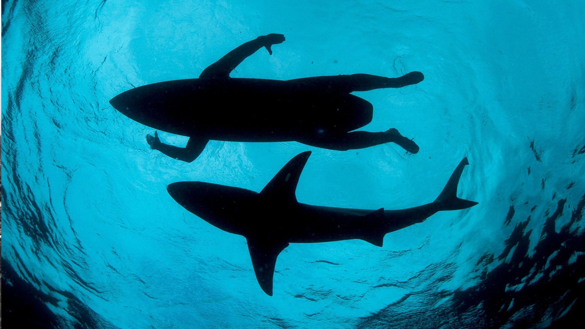 Серфер не помітив агресивну акулу за кілька сантиметрах від себе: відео не для слабкодухих