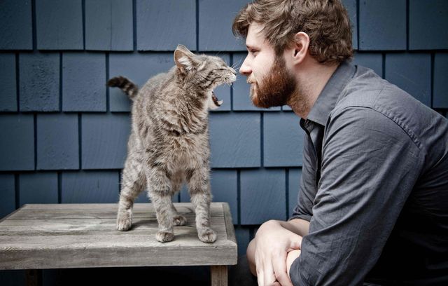 Як потоваришувати з кішкою: поради психологів - фото 429582