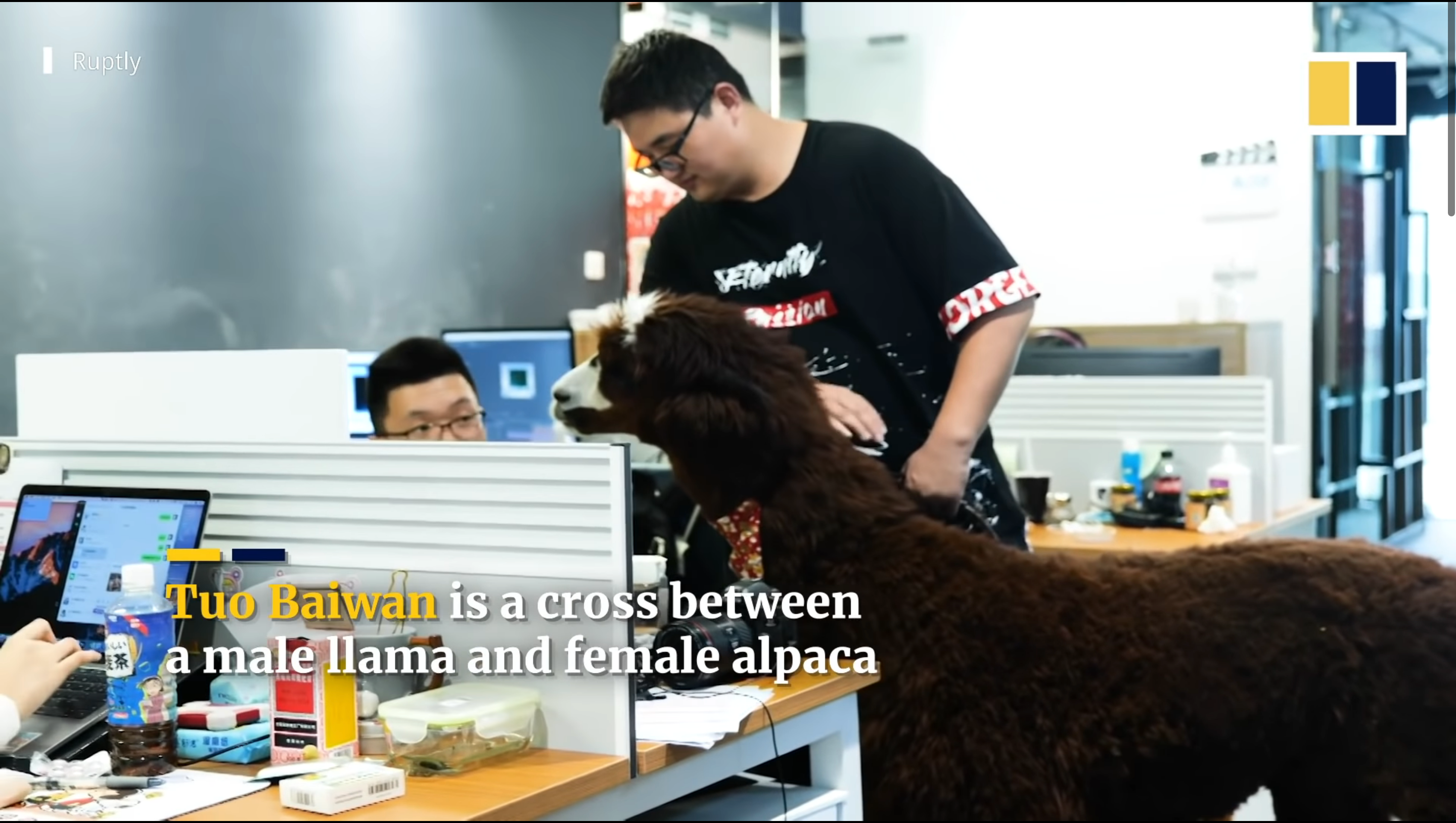 Альпака знайшла роботу в офісі: в чому полягають її службові обов'язки