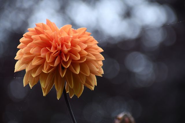 11 жовтня 2020 – яке сьогодні свято: традиції, заборони і прикмети - фото 429638