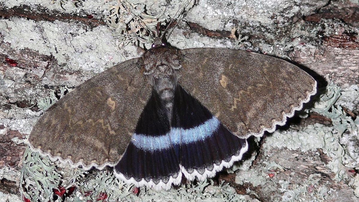 У Чорнобилі помітили метелика значних розмірів: фотофакт - фото 1