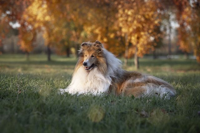 13 жовтня 2020 – яке сьогодні свято: традиції, заборони і прикмети - фото 429841