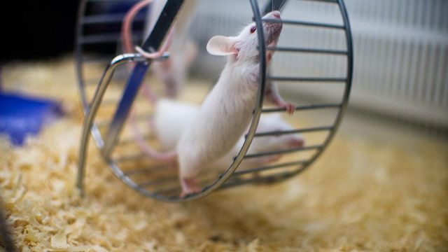 Вчені провели дослідження на гризунах- фото 429959