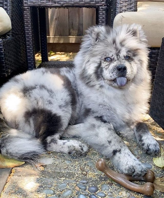 Незвичайний пес породи чау-чау став зіркою в Instagram: фото - фото 430017