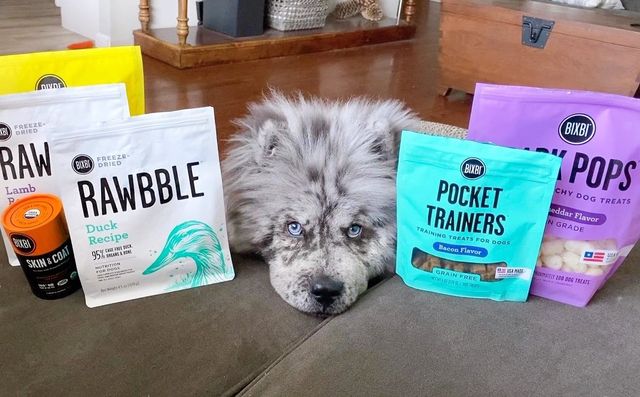 Незвичайний пес породи чау-чау став зіркою в Instagram: фото - фото 430018