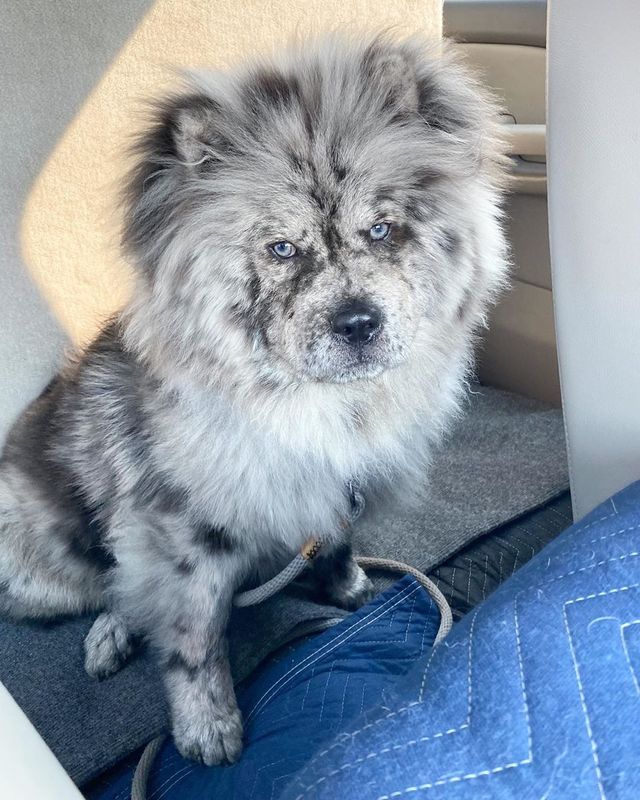 Незвичайний пес породи чау-чау став зіркою в Instagram: фото - фото 430020