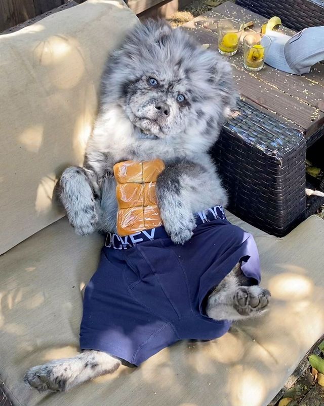 Незвичайний пес породи чау-чау став зіркою в Instagram: фото - фото 430021