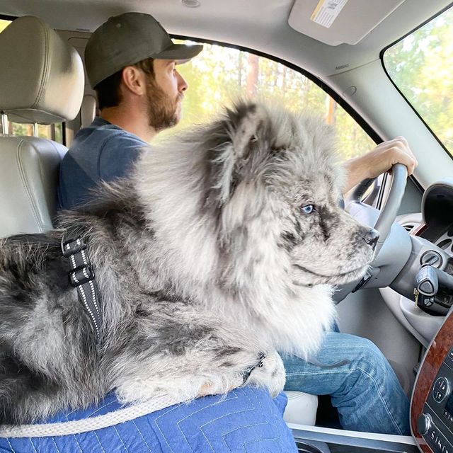 Незвичайний пес породи чау-чау став зіркою в Instagram: фото - фото 430022