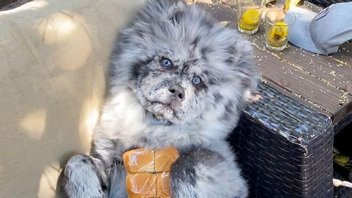 Незвичайний пес породи чау-чау став зіркою в Instagram: фото