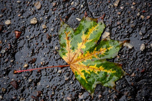 15 жовтня 2020 – яке сьогодні свято: традиції, заборони і прикмети - фото 430287