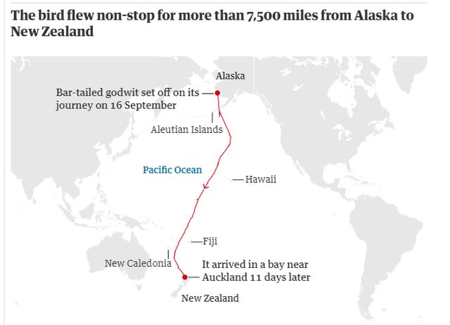 Птах встановив світовий рекорд, пролетівши понад 12 тисяч кілометрів без перепочинку - фото 430345