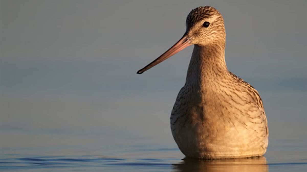 Птах встановив світовий рекорд, пролетівши понад 12 тисяч кілометрів без перепочинку