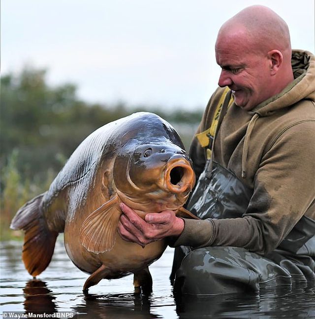 Рибалка упіймав найбільшого коропа у Великобританії: фотофакт - фото 430368