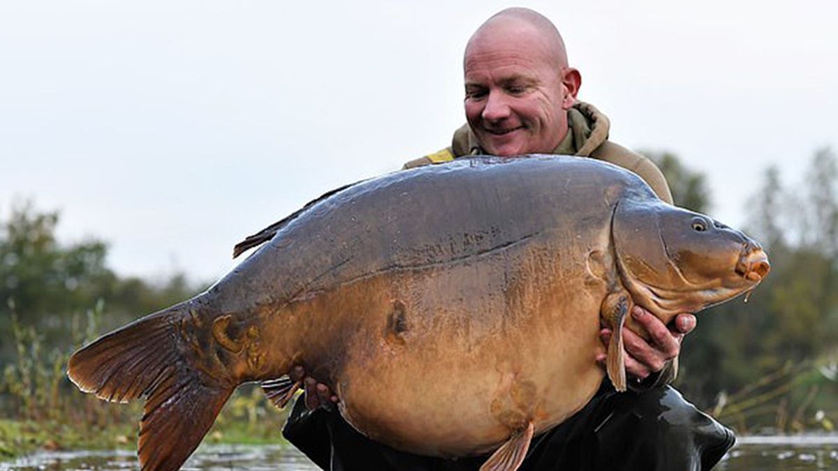 Рибалка упіймав найбільшого коропа у Великобританії: фотофакт