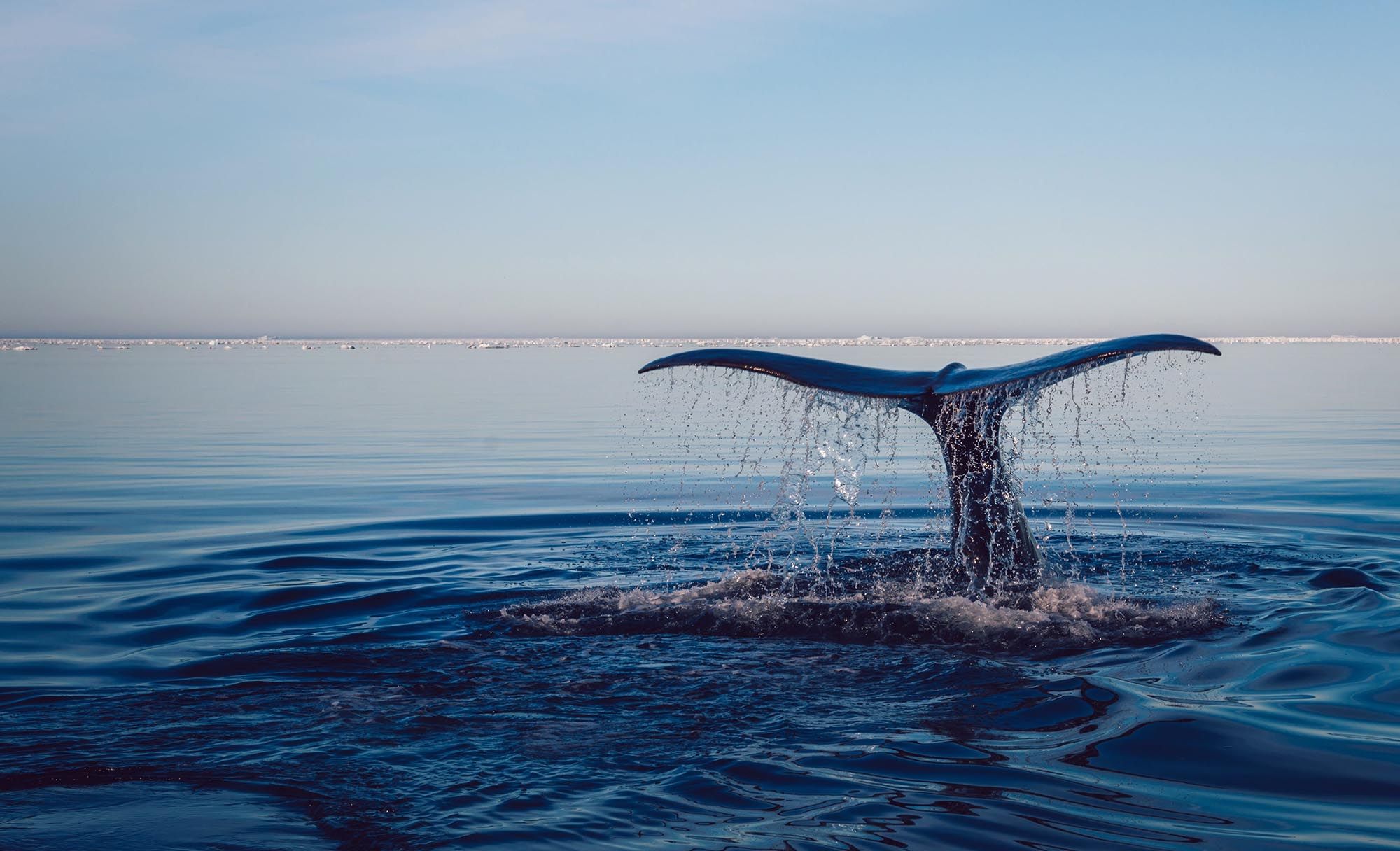 Температура в Атлантичному океані побила рекорд останніх 2900 років
