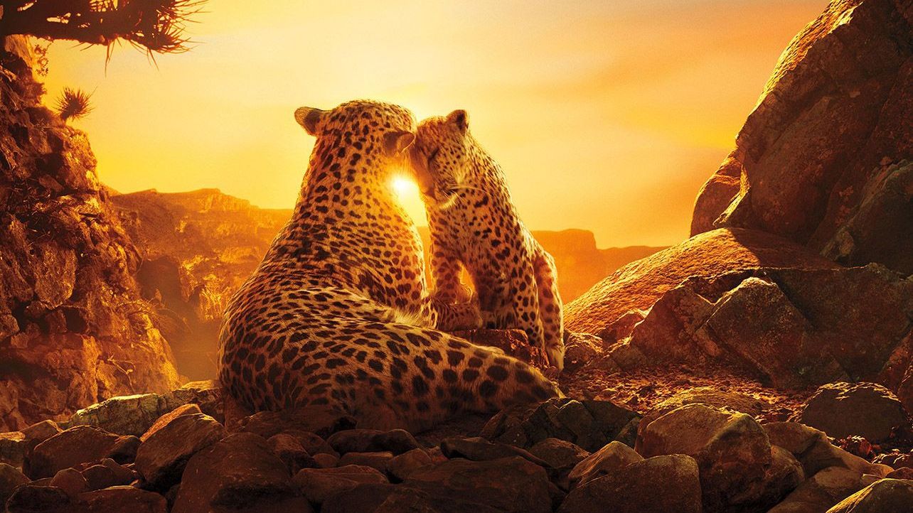 Вчені з'ясували, як на глядачів впливає перегляд програм про природу