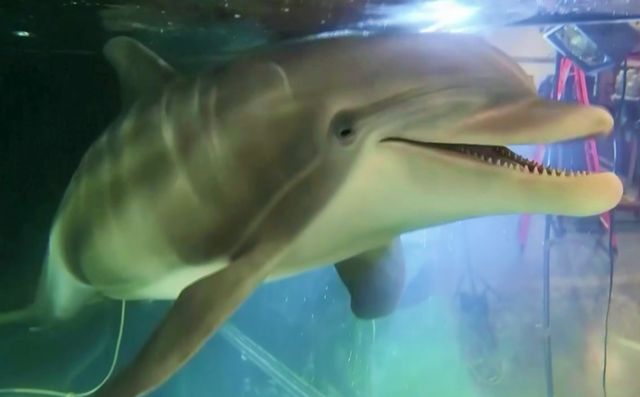 У США створили реалістичного робота-дельфіна: фото - фото 430517