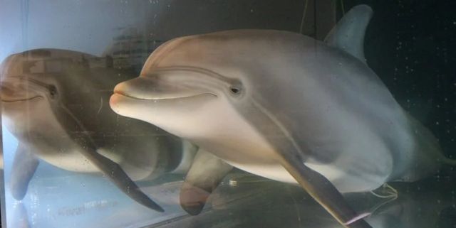 У США створили реалістичного робота-дельфіна: фото - фото 430518