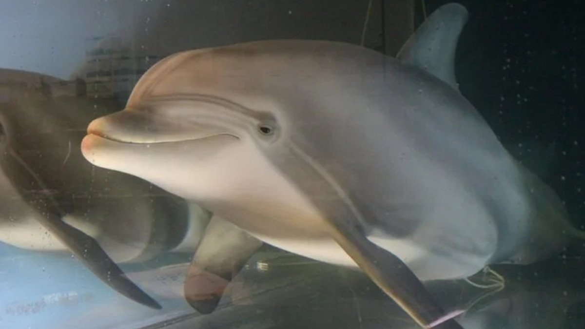 Аніматронний дельфін - фото 1