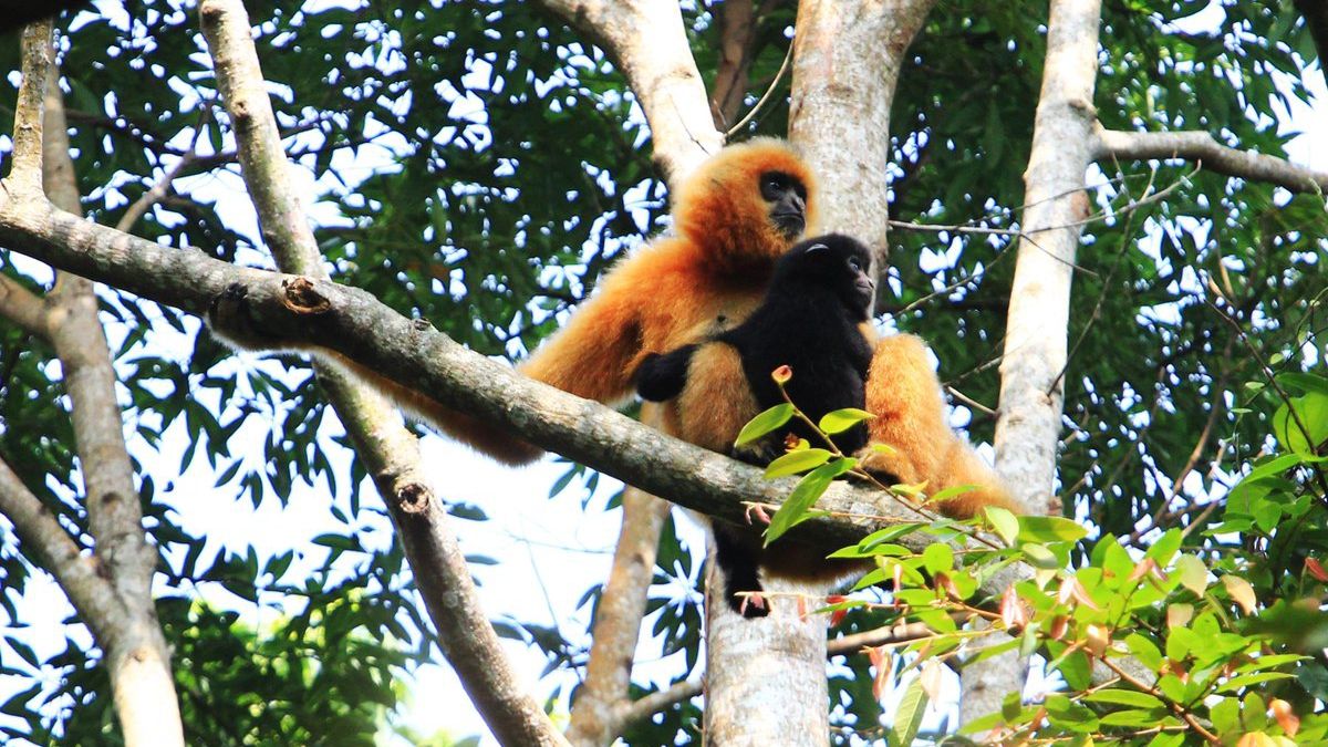Науковці побудували міст заради порятунку незграбних хайнанських гібонів: фото